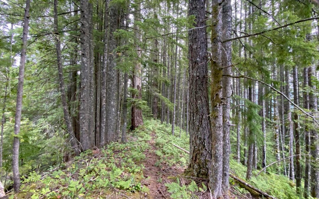 Snag Creek Trail, WA