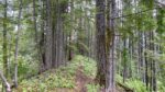 Snag Creek Trail, WA