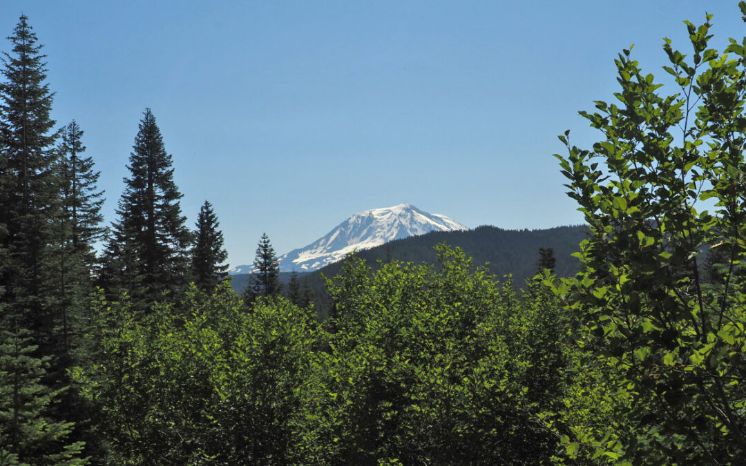 Dark Meadow, WA