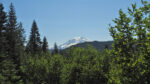 Mt. Adams from Dark Meadows