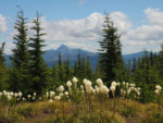 Three-Fingered Jack from Bachelor Mountain