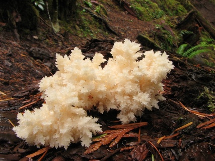 I saw this most interesting fungus near the waterfall. It doesn't look edible.