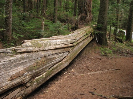 The skeleton of a giant cedar tree lies next to the path along the Twin Firs Trail in Mt. Rainier National Park.